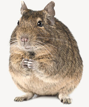 Degu - Haltungs- und Produktempfehlungen