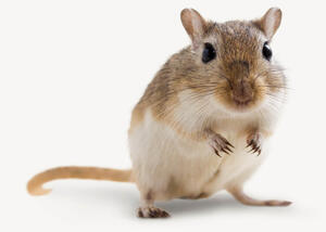 CHIPSI Produkt Konfigurator – die optimale Haltungs- und Produktempfehlungen für Heimtiere